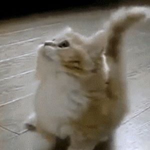 Meet your Posher, Sofia